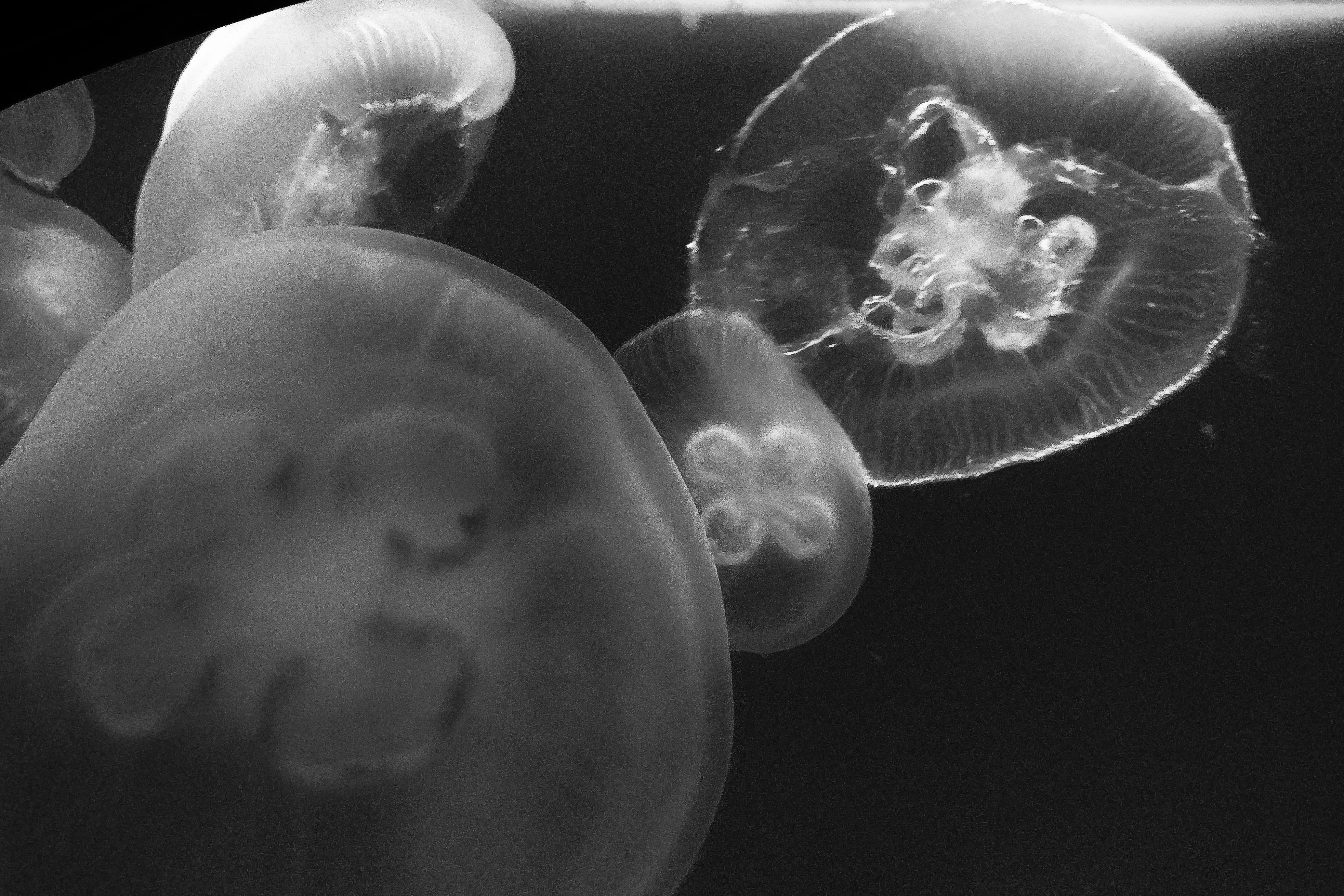 JellyfishB&amp;W2 (1 of 1)