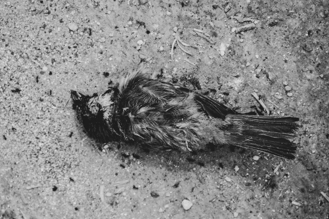 dead bird