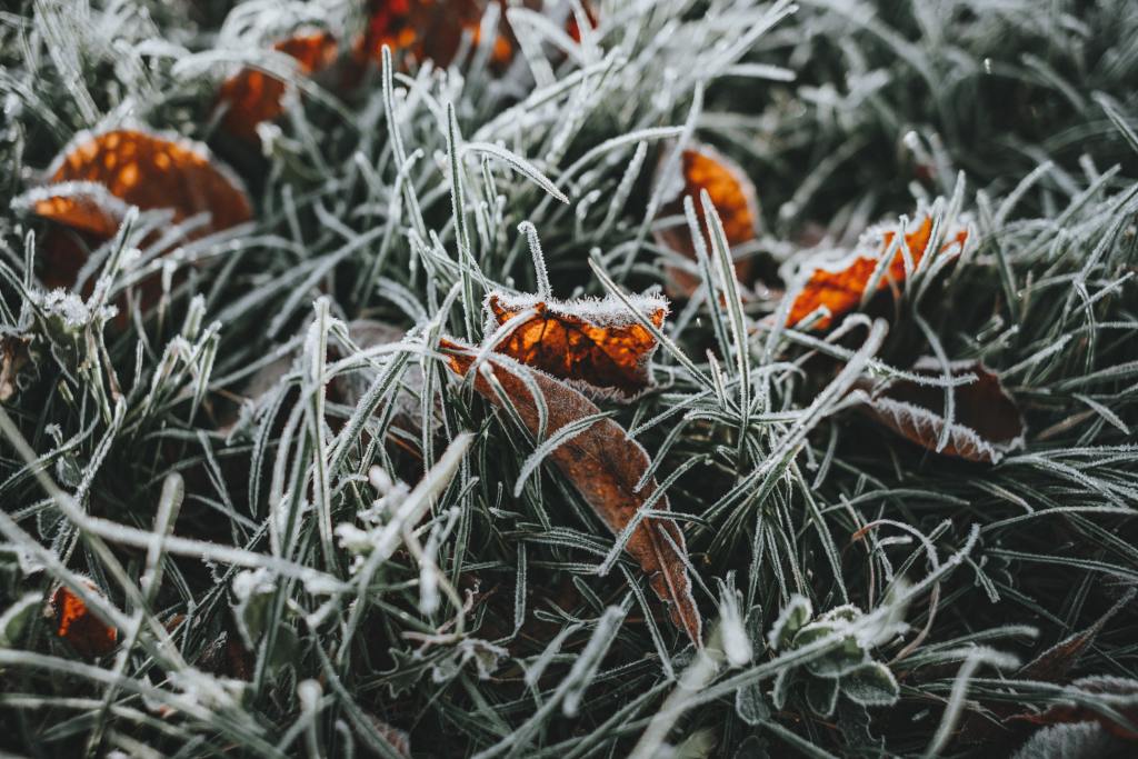 A close-up of sage green grass and amber leaves glistening with frost.